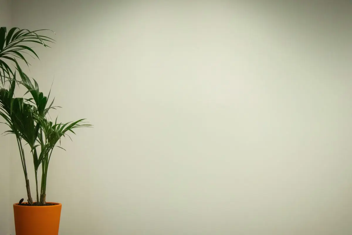 采购招标，未必好使！